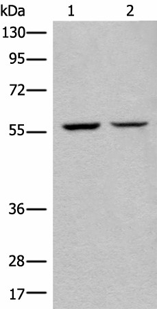 ATL3 Polyclonal Antibody (E-AB-52458)