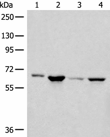 CDC7 Polyclonal Antibody (E-AB-18597)