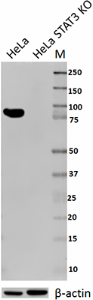 Purified anti-STAT3 Antibody (678001)