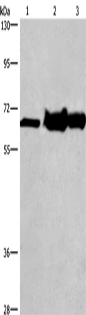 CHDH Polyclonal Antibody (E-AB-14869)
