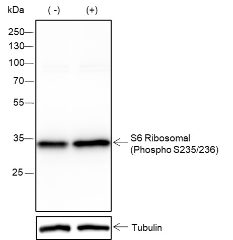 Recombinant Phospho-S6 Ribosomal Protein (Ser235, Ser236) Monoclonal Antibody (AN302076L)