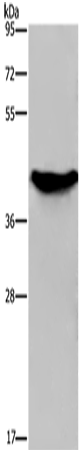 GALK1 Polyclonal Antibody (E-AB-11255)