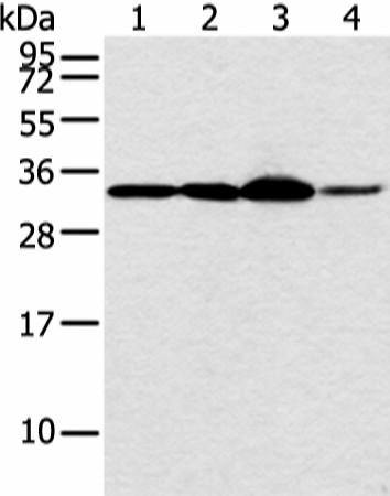 MED6 Polyclonal Antibody (E-AB-18299)