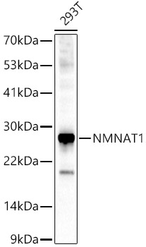 NMNAT1 Polyclonal Antibody (E-AB-92620)