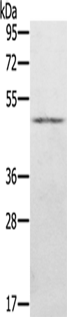 KDM8 Polyclonal Antibody (E-AB-11342)