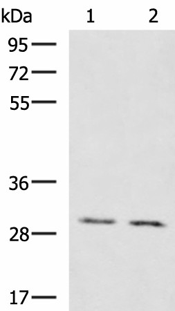 KRCC1 Polyclonal Antibody (E-AB-19203)