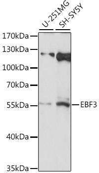 EBF3 Polyclonal Antibody (E-AB-91382)