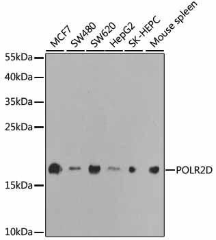 POLR2D Polyclonal Antibody (E-AB-60481)