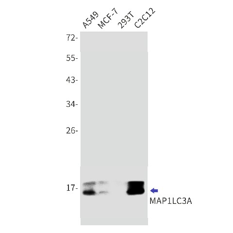 Recombinant LC3A Monoclonal Antibody (E-AB-81578)