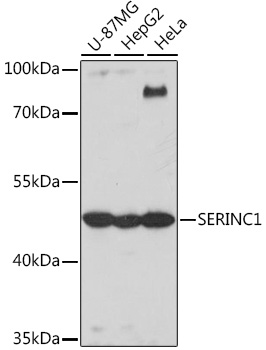 SERINC1 Polyclonal Antibody (E-AB-92065)