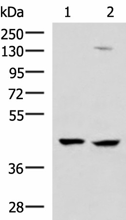 MAGEC2 Polyclonal Antibody (E-AB-19007)