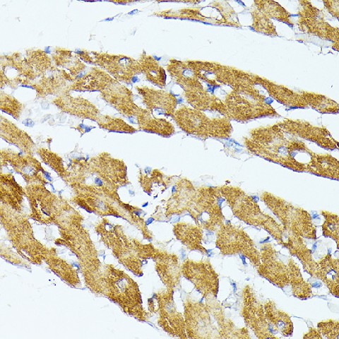 TRAP1 Polyclonal Antibody (E-AB-65477)