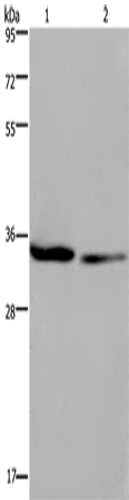 EMD Polyclonal Antibody (E-AB-14988)