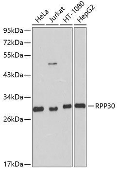 RPP30 Polyclonal Antibody (E-AB-62351)