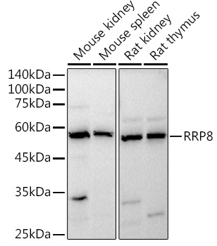 RRP8 Polyclonal Antibody (E-AB-92293)