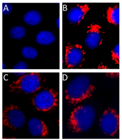 Alexa Fluor® 594 anti-rabbit IgG Antibody (410407)