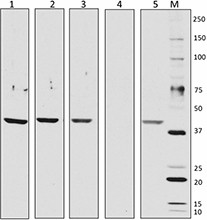HRP anti-rabbit IgG Antibody (410406)