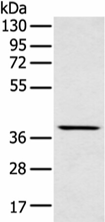 MAFA Polyclonal Antibody (E-AB-53394)