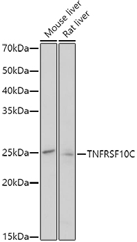 TNFRSF10C Polyclonal Antibody (E-AB-90265)