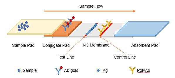 CAP(Chloramphenicol) Lateral Flow Lateral Flow Assay Kit (E-FS-C102)