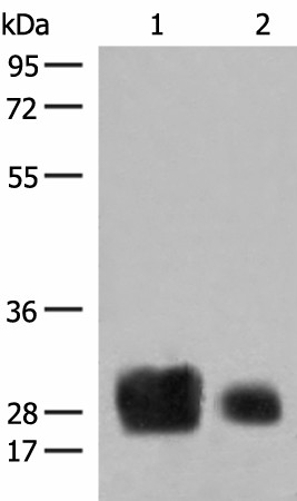 HLA-DRB1 Polyclonal Antibody (E-AB-52724)