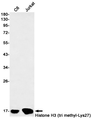 Recombinant TriMethyl-Histone H3 Monoclonal Antibody (E-AB-81497)