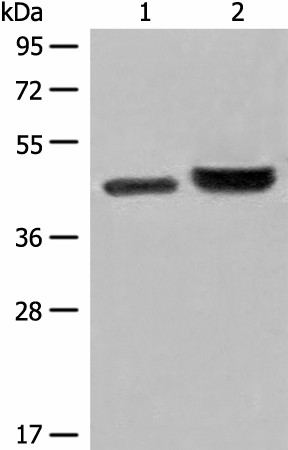 INPP1 Polyclonal Antibody (E-AB-18708)