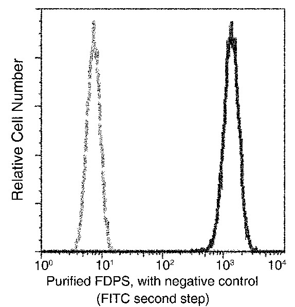 Recombinant FDPS/Farnesyl Diphosphate Synthase Monoclonal Antibody (AN300076P)