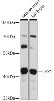 LHX1 Polyclonal Antibody (E-AB-91412)