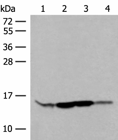 RPP14 Polyclonal Antibody (E-AB-52801)