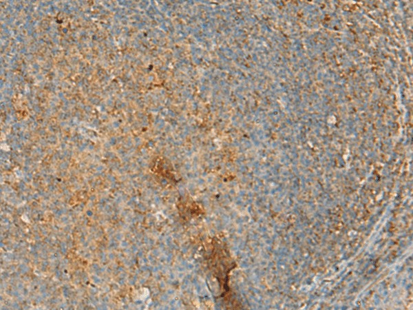 ERAL1 Polyclonal Antibody (E-AB-18836)
