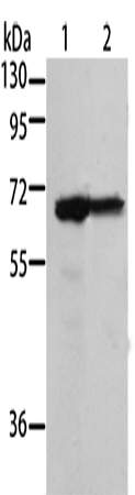 MSN Polyclonal Antibody (E-AB-14222)