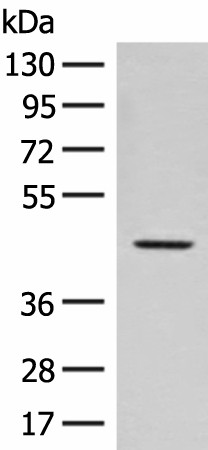 FAM50A Polyclonal Antibody (E-AB-17943)