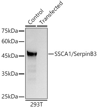 SSCA1/SerpinB3 Polyclonal Antibody (E-AB-92648)