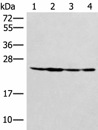 SSSCA1 Polyclonal Antibody (E-AB-52845)