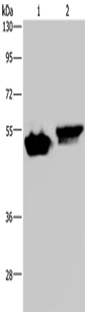 AVEN Polyclonal Antibody (E-AB-15518)
