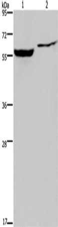 IMPDH1 Polyclonal Antibody (E-AB-16519)