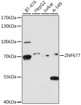 ZNF677 Polyclonal Antibody (E-AB-91464)