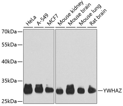 YWHAZ Polyclonal Antibody (E-AB-62268)