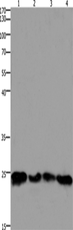 HMGB3 Polyclonal Antibody (E-AB-12507)