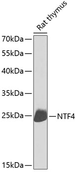 NTF4 Polyclonal Antibody (E-AB-60174)