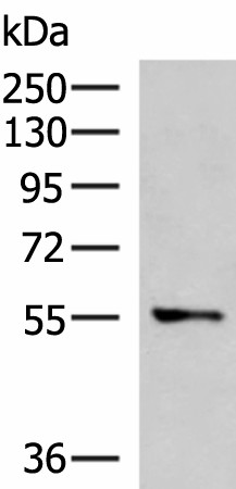 TEKT5 Polyclonal Antibody (E-AB-52118)