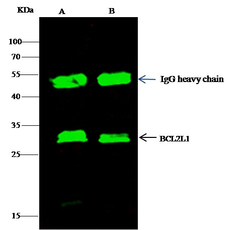 Recombinant BCL2L1/Bcl-XL Monoclonal Antibody (AN300456P)