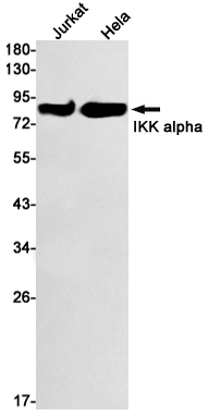 Recombinant IKK alpha Monoclonal Antibody (E-AB-81570)