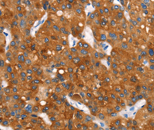 Cytochrome b Polyclonal Antibody (E-AB-13180)