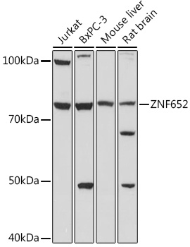 ZNF652 Polyclonal Antibody (E-AB-92110)