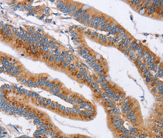 CD327 Polyclonal Antibody (E-AB-16314)