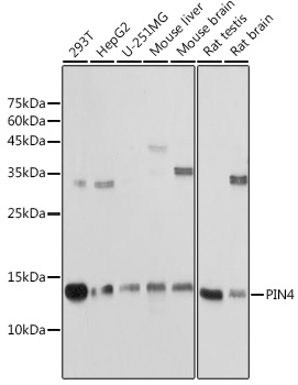 PIN4 Polyclonal Antibody (E-AB-91985)