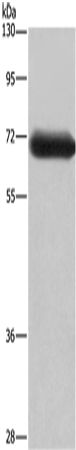 DPYSL3 Polyclonal Antibody (E-AB-11167)