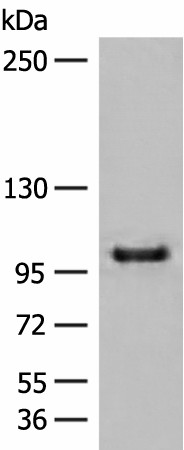CTDP1 Polyclonal Antibody (E-AB-17955)